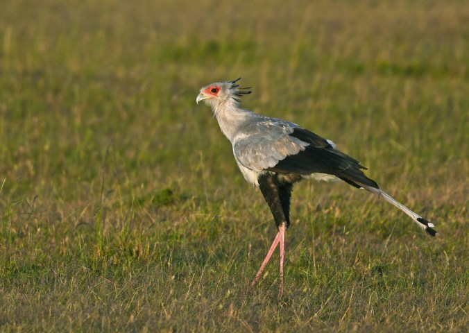 Secretary Bird by Puneet Dhar - Organikos