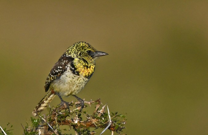 D'Arnaud's Barbet by Puneet Dhar - Organikos