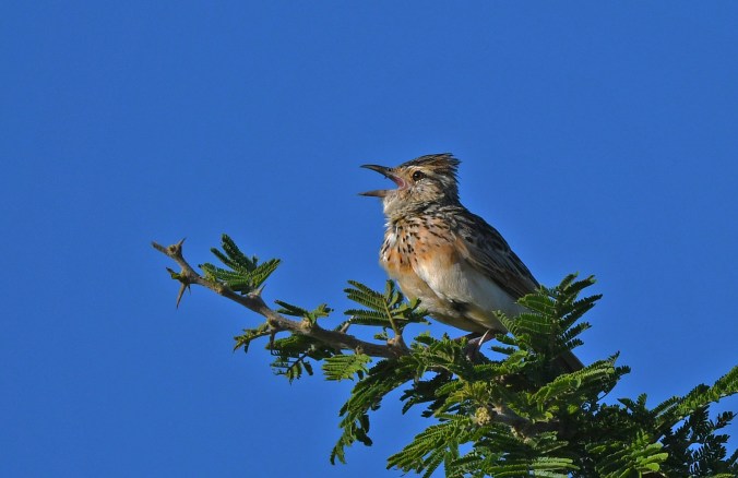Rufous naped Lark by Puneet Dhar - Organikos