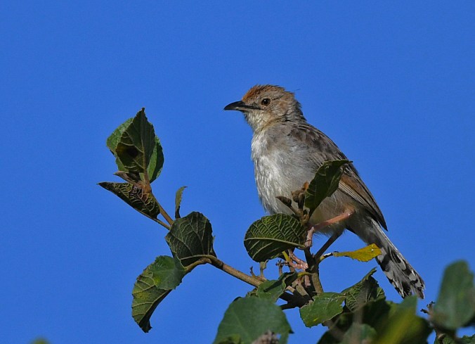 Rattling Cisticola by Puneet Dhar - Organikos