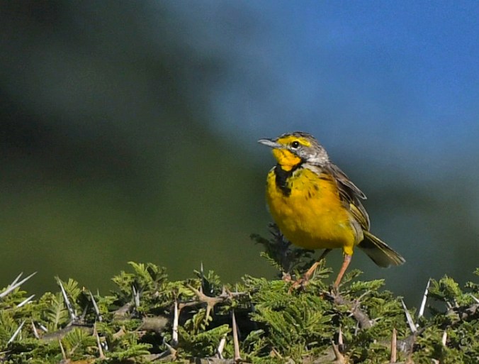 Yellow-throated Longclaw by Puneet Dhar - Organikos