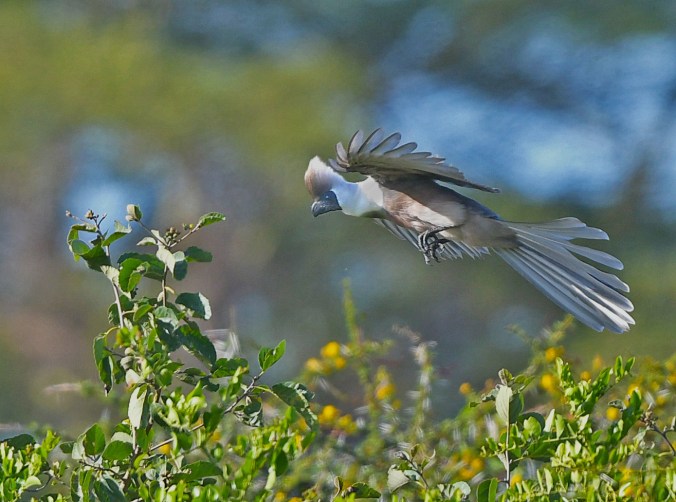 White-bellied go-away-bird by Puneet Dhar - Organikos