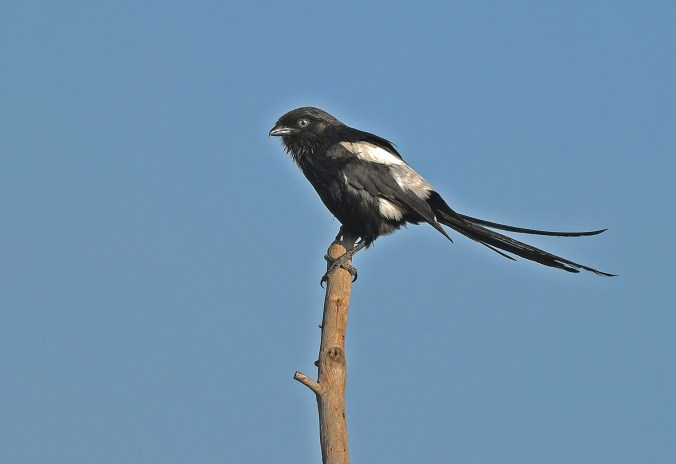 Magpie Shrike by Puneet Dhar - Organikos