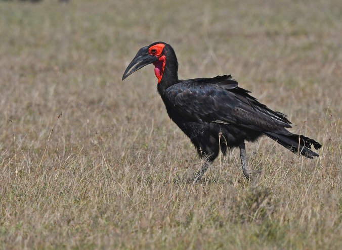 Southern Ground Hornbill by Puneet Dhar - Organikos