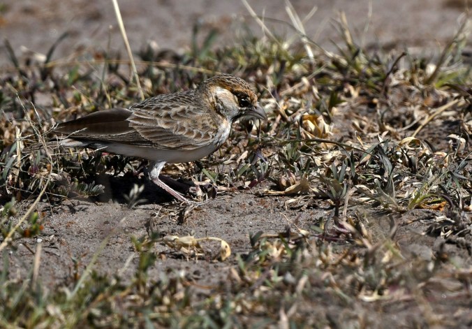 Fischers Sparrow-Lark by Puneet Dhar - Organikos