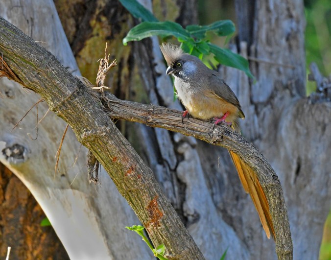 Speckled Mousebird by Puneet Dhar - Organikos