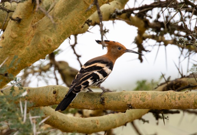 Eurasian Hoopoe by Seth Inman - Organikos