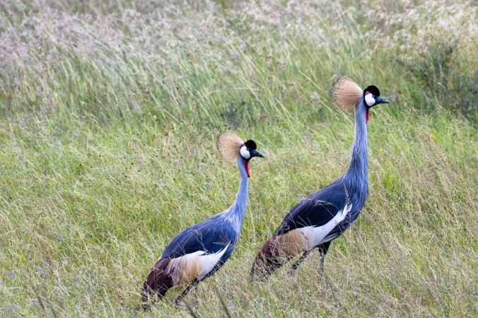 Gray-crowned Crane by Seth Inman - Organikos
