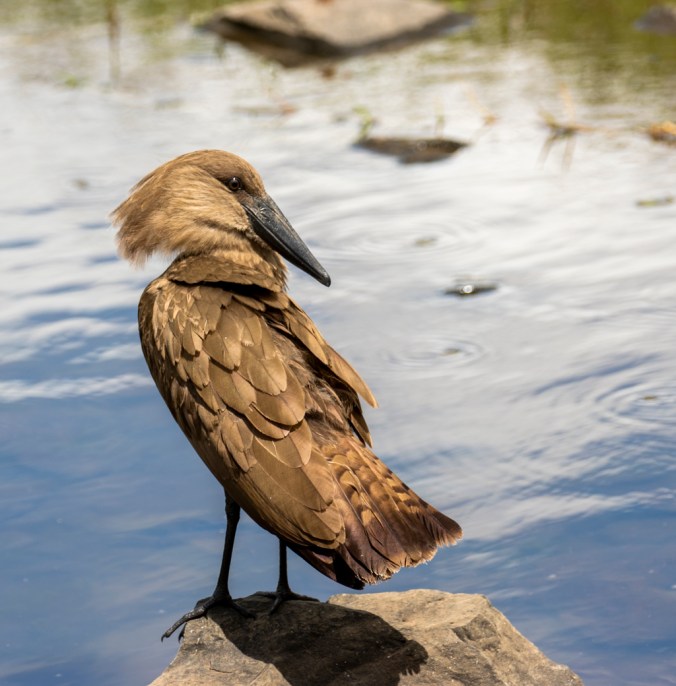 Hamerkop by Seth Inman - Organikos