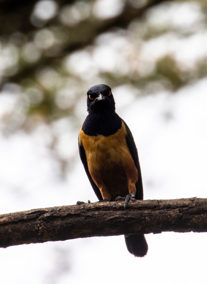 Hildebrandt's Starling by Seth Inman - Organikos