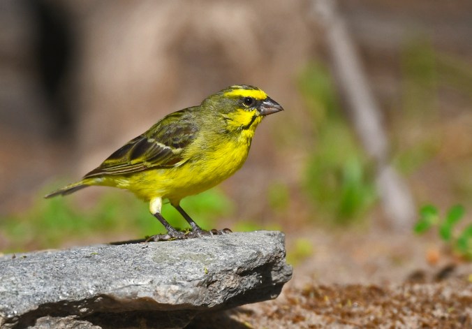 Yellow-fronted Canary by Puneet Dhar - Organikos
