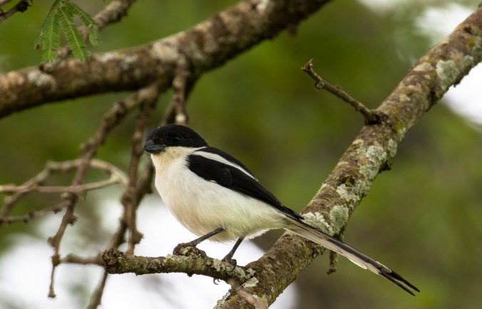 Northern Fiscal by Seth Inman - Organikos