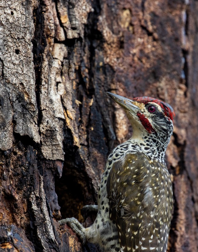 Nubian Woodpecker by Seth Inman - Organikos