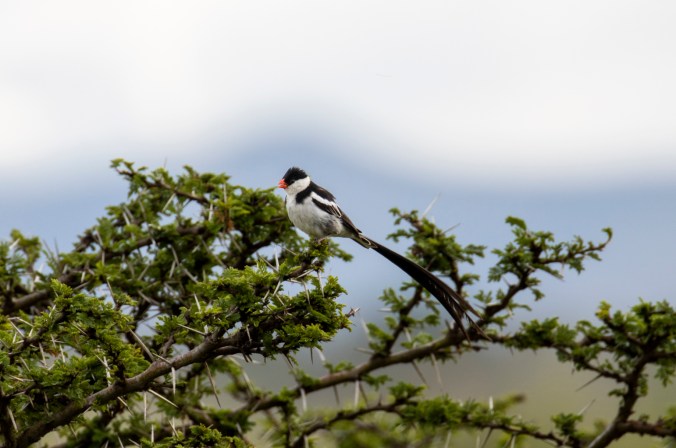 Pin-tailed Whydah by Seth Inman - Organikos