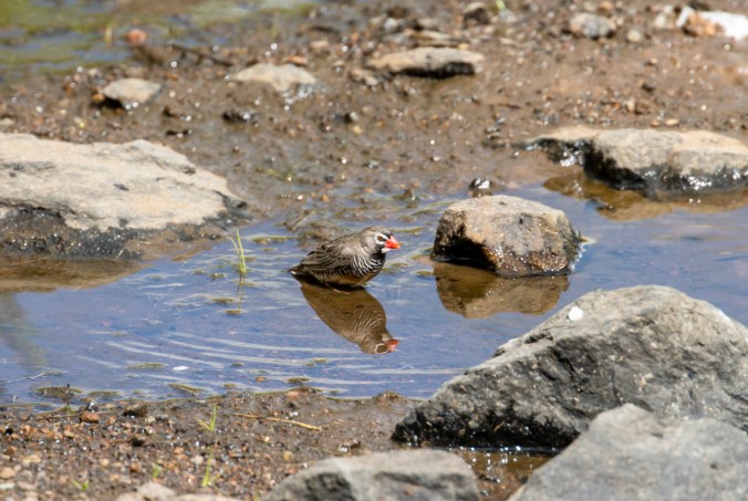Quailfinch by Seth Inman - Organikos