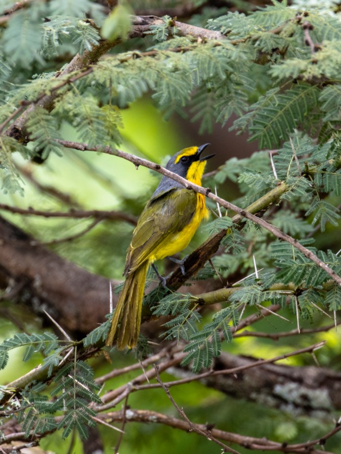 Sulphur-breasted Bushshrike by Seth Inman - Organikos