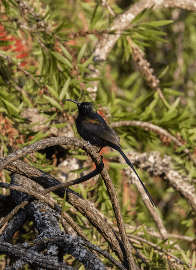 Bronze Sunbird by Seth Inman - Organikos