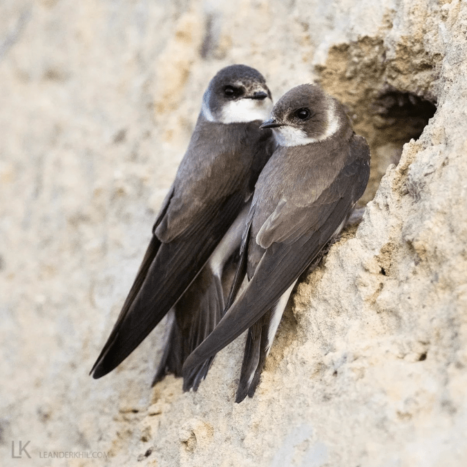 Sand Martins by Leander Khil - Organikos