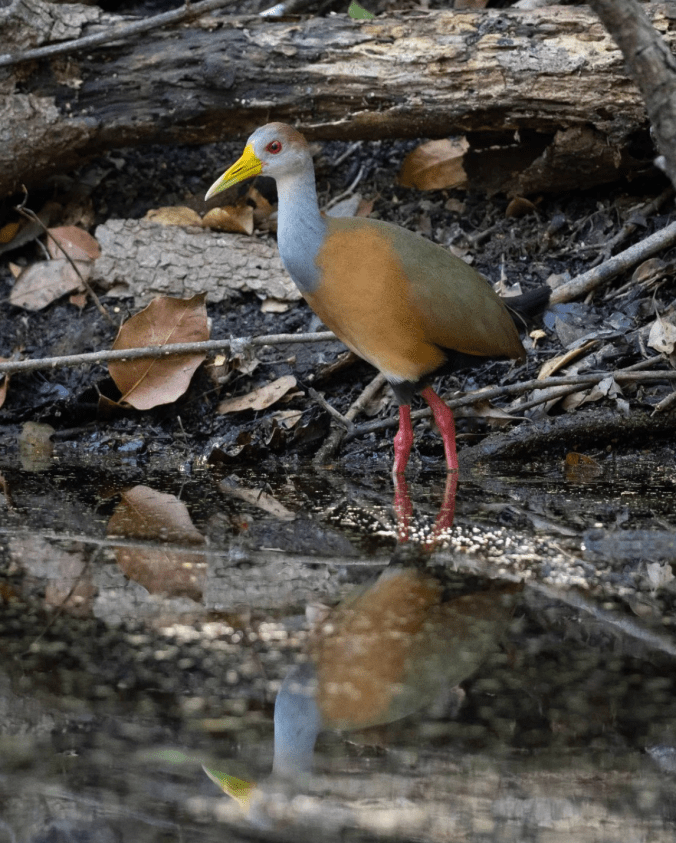 Russet-naped Wood-Rail by Daniel Aldana - Organikos
