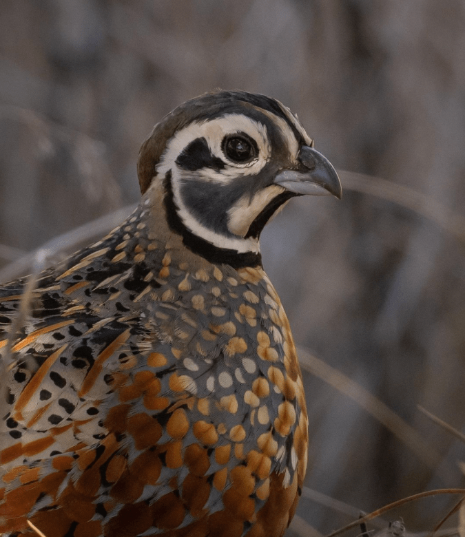 Ocellated Quail by Daniel Aldana - Organikos