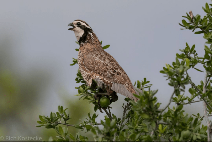 Northern Bobwhite by Richard Kostecke - Organikos