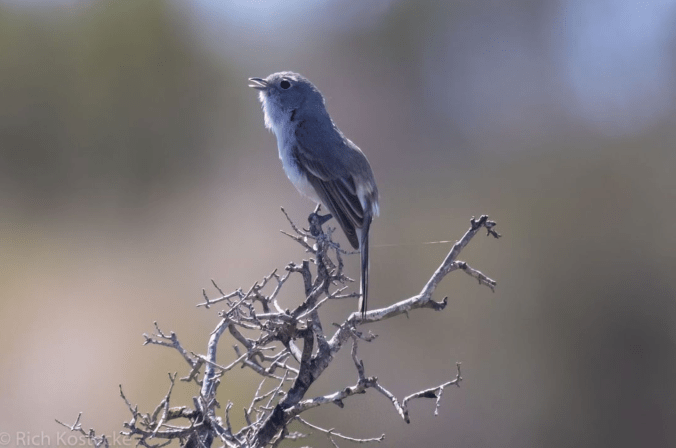 Gray Vireo by Richard Kostecke - Organikos