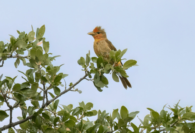 Summer Tanager by Richard Kostecke - Organikos