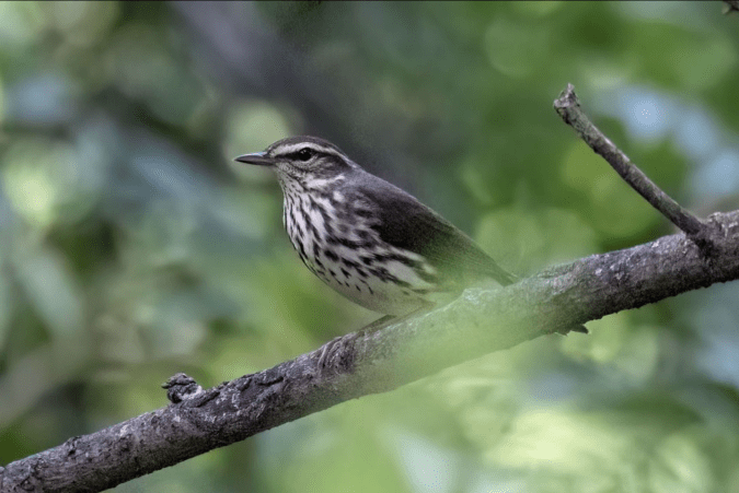 Northern Waterthrush by Richard Kostecke - Organikos