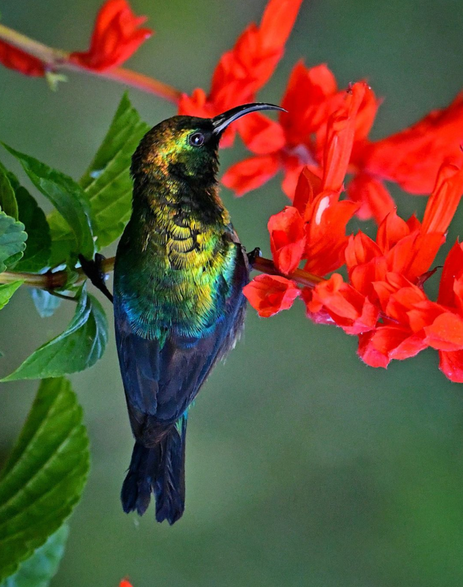 Marico Sunbird by Puneet Dhar - Organikos