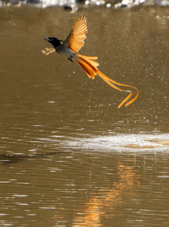Indiana Paradise Flycatcher by Sudhir Shivaram - Organikos