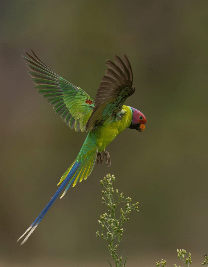 Plum-headed Parakeet by Sudhir Shivaram - Organikos