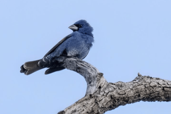 Blue Grosbeak by Richard Kostecke - Organikos
