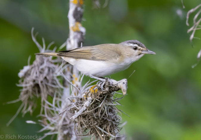 Red-eyed Vireo by Richard Kostecke - Organikos