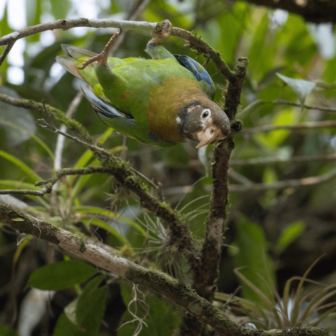 Brown-hooded Parrot by Daniel Aldana - Organikos