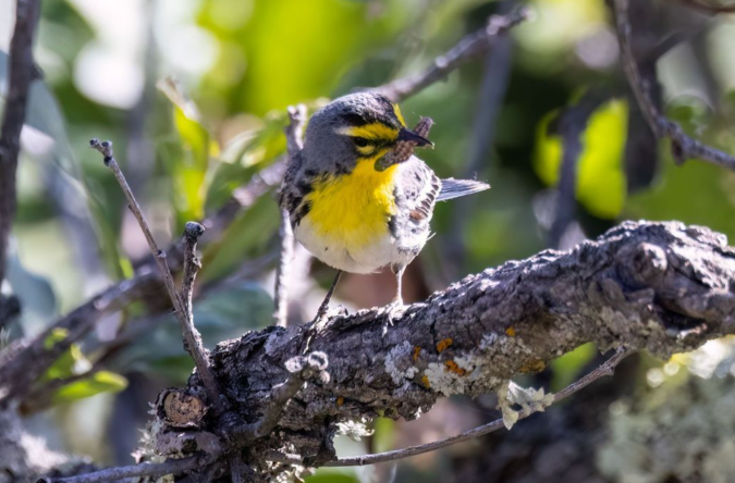 Grace's Warbler by Richard Kostecke - Organikos