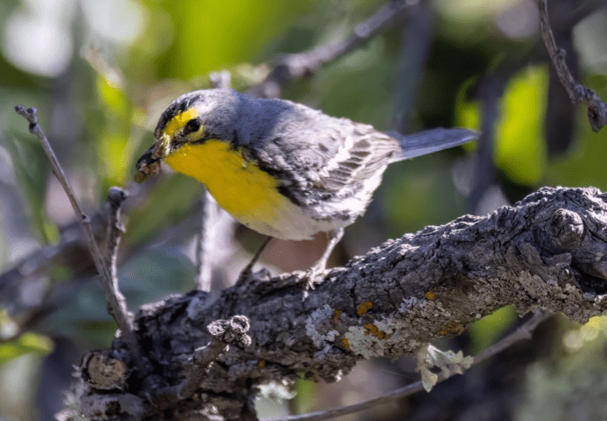 Grace's Warbler by Richard Kostecke - Organikos