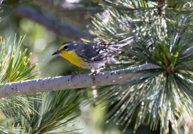 Grace's Warbler by Richard Kostecke - Organikos