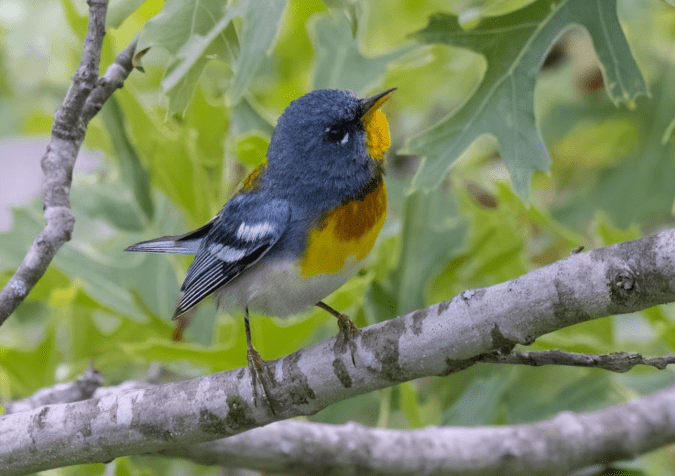 Northern Parula by Richard Kostecke - Organikos