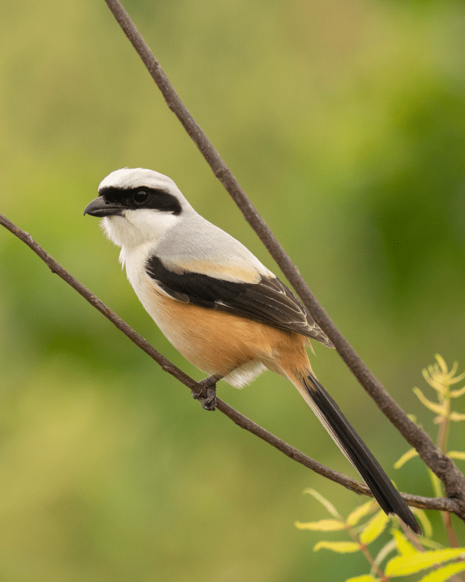 Long-tailed Shrike by Sudhir Shivaram - Organikos