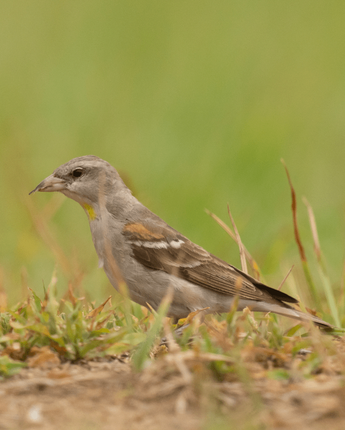 Yellow-throated Sparrow by Sudhir Shivaram - Organikos