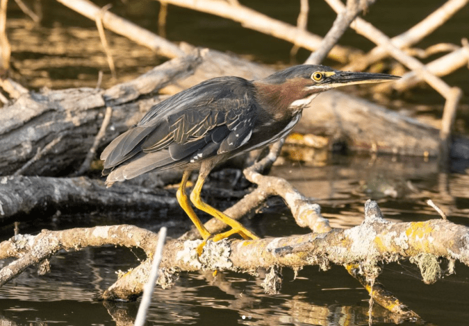 Green Heron by Richard Kostecke - Organikos