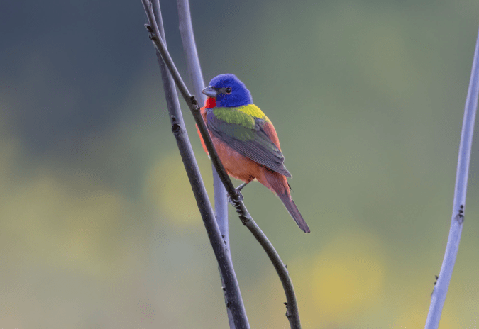 Painted Bunting by Richard Kostecke - Organikos