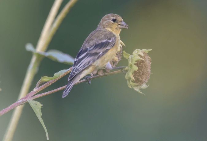 Lesser Goldfinch by Richard Kostecke - Organikos