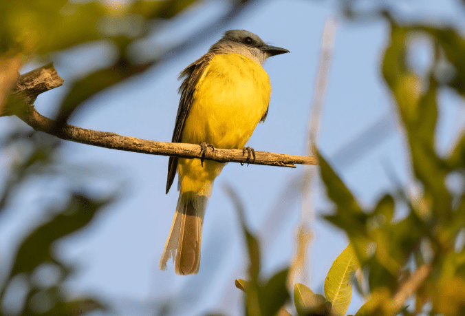 Couch's Kingbird by Richard Kostecke - Organikos