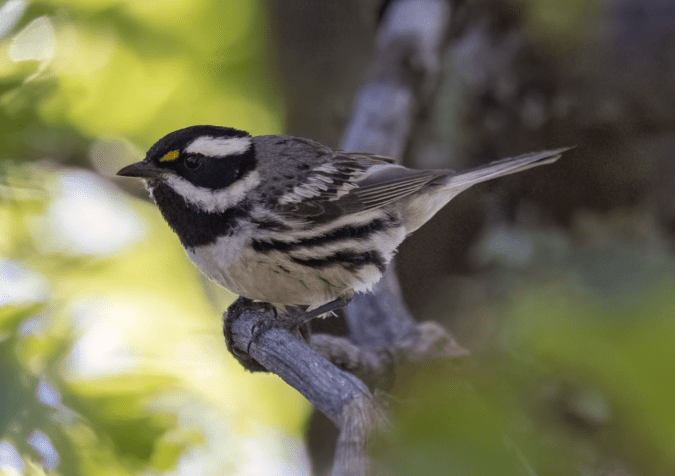 Black-throated Gray Warbler by Richard Kostecke - Organikos