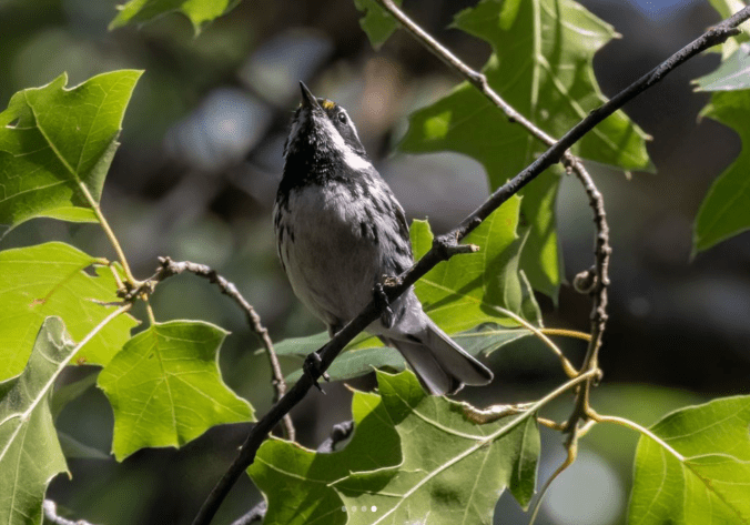 Black-throated Gray Warbler by Richard Kostecke - Organikos