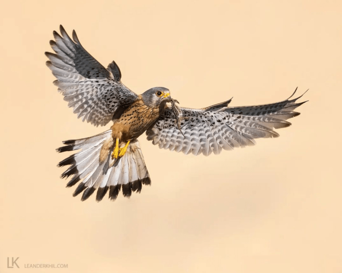 Common Kestrel by Leander Khil - Organikos