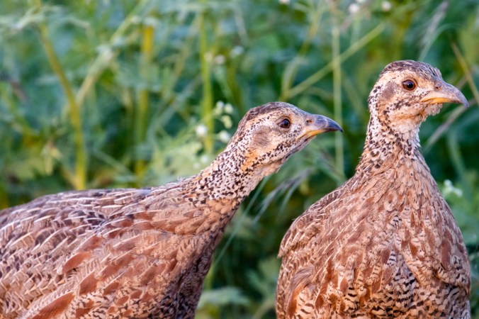 Shelley's Francolin by Seth Inman - Organikos