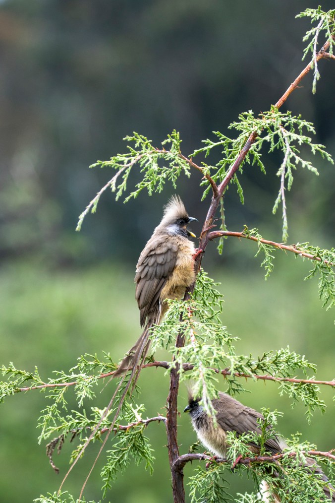 Speckled Mousebird by Seth Inman - Organikos