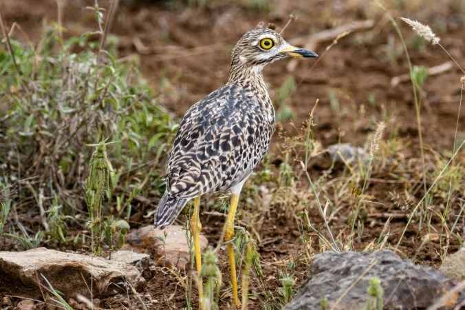 Spotted Thickknee by Seth Inman - Organikos